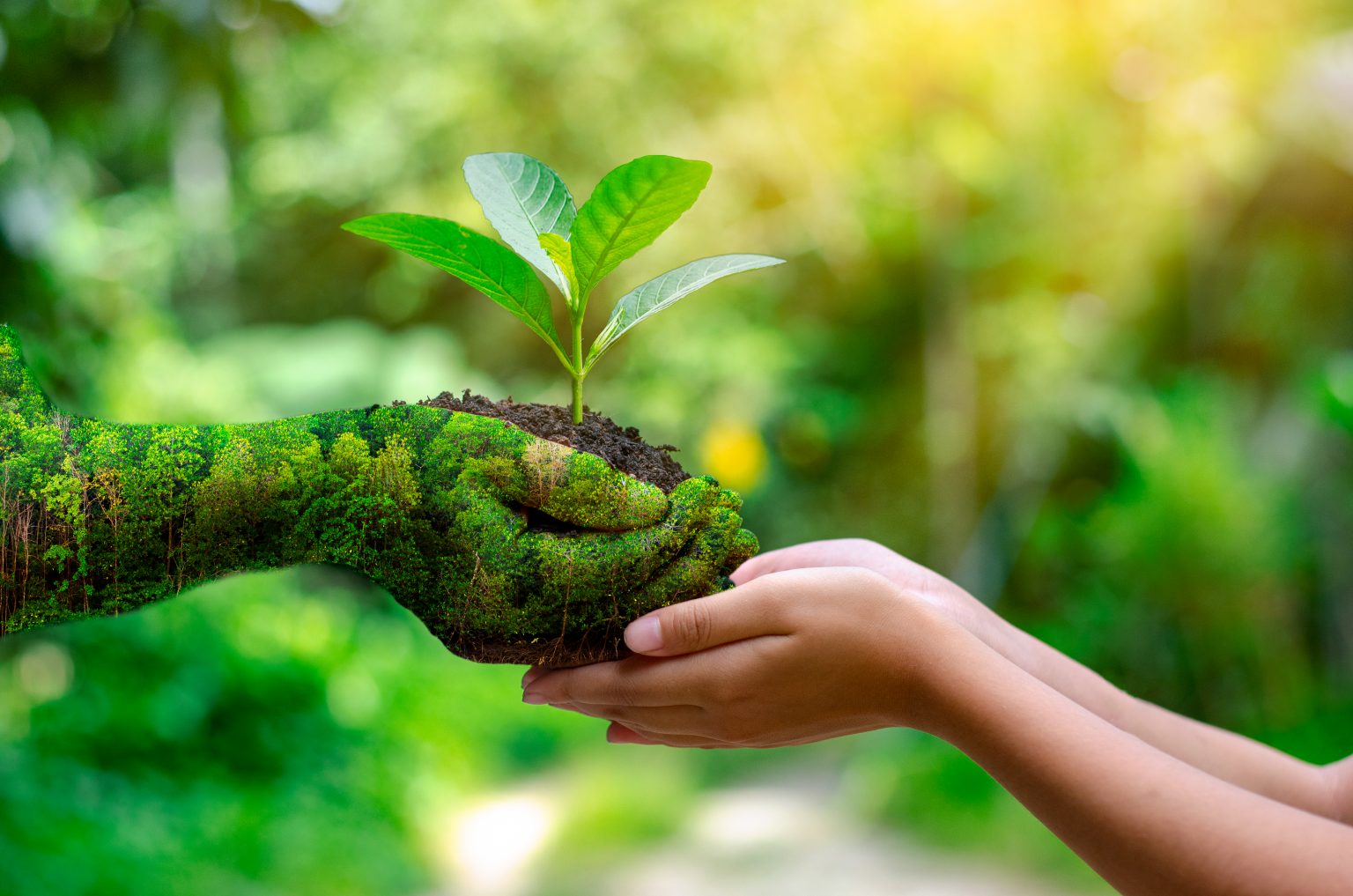 How Xeriscape Services Loveland Can Reduce Your Water Bill 4952d1_3fbd61f88ea2452497f2f64a604086f7~mv2