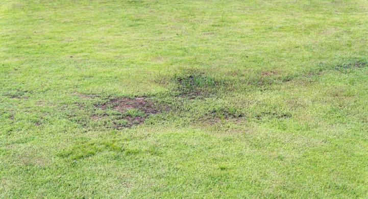 Soggy Lawns & Standing Water: Diagnosing Drainage Problems in Fort Collins Yards diagnosing drainage problems in fort collins yards